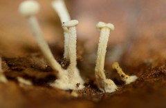 Resinomycena rhododendri