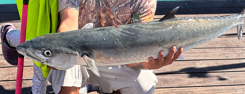 King Mackerel (Scomberomorus cavalla) — Scombridae — 5