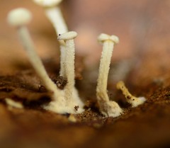 Resinomycena rhododendri