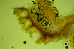 Resinomycena rhododendri