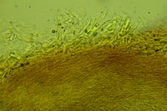 Resinomycena rhododendri