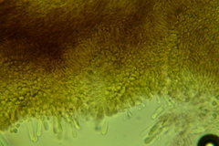 Resinomycena rhododendri