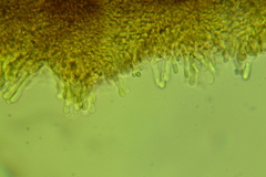 Resinomycena rhododendri