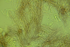 Resinomycena rhododendri