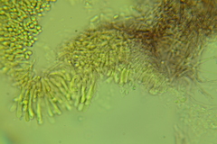 Resinomycena rhododendri