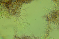 Resinomycena rhododendri