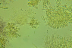 Resinomycena rhododendri