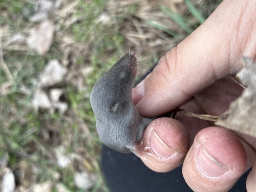 North American Least Shrew observed by jjvaldez