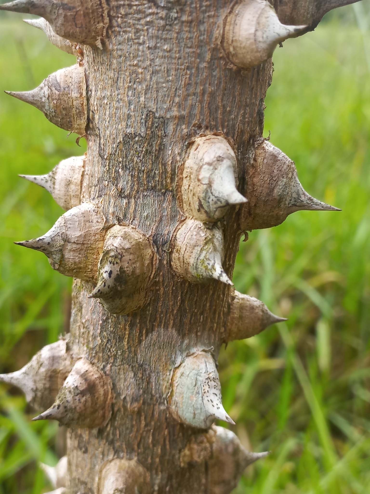 Zanthoxylum rhoifolium
