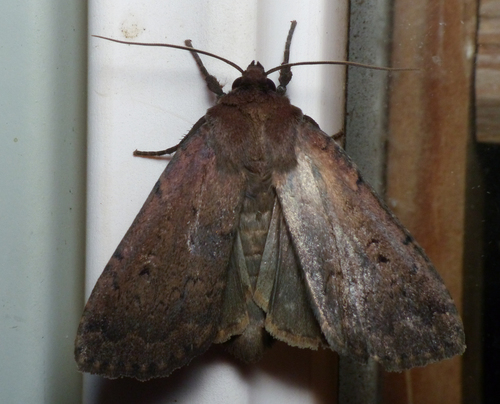 Soothsayer Dart photo 5