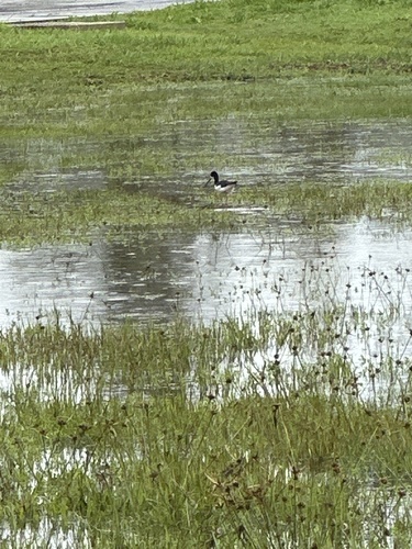 Himantopus mexicanus observed 2026-03-23