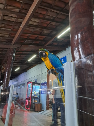 Blue-and-yellow Macaw