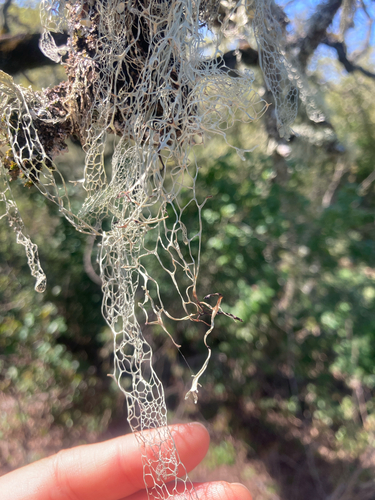 iNaturalist observation photo of lace lichen