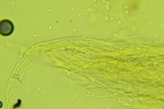 Phlebia setulosa