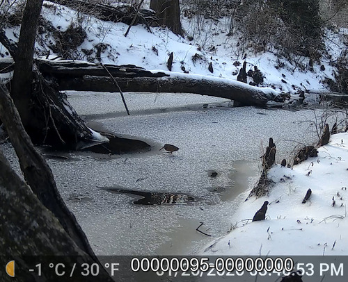 American Woodcock (Scolopax minor), photo 6