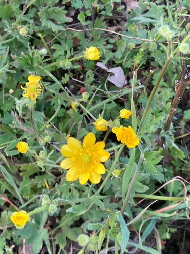 iNaturalist observation photo of California buttercup