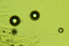 Phlebia setulosa