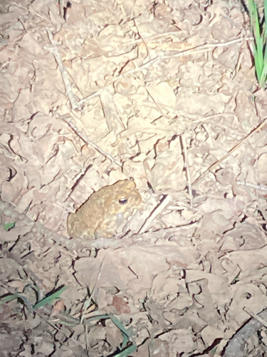 iNaturalist observation photo of Western Toad