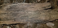 Anteaglonium parvulum