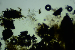 Anteaglonium parvulum