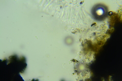 Anteaglonium parvulum