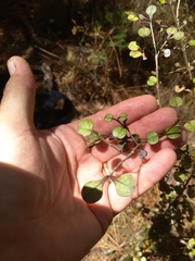 Coprosma spathulata