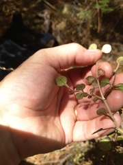 Coprosma spathulata