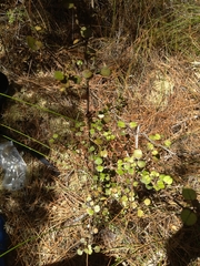 Coprosma spathulata