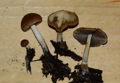 Psathyrella incerta