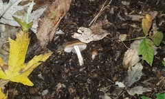 Psathyrella incerta