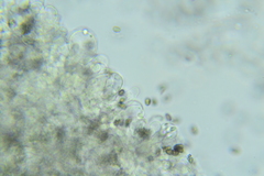 Psathyrella incerta