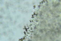 Psathyrella incerta