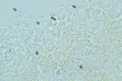 Psathyrella incerta