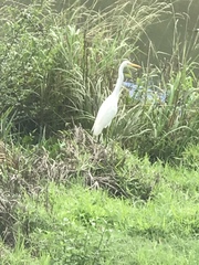 Ardea intermedia plumifera