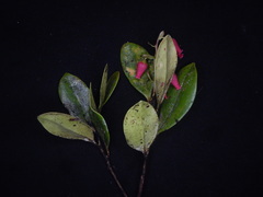 Vaccinium carneolum