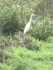 Ardea intermedia plumifera