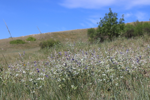 silvery scurfpea (Pediomelum argophyllum)