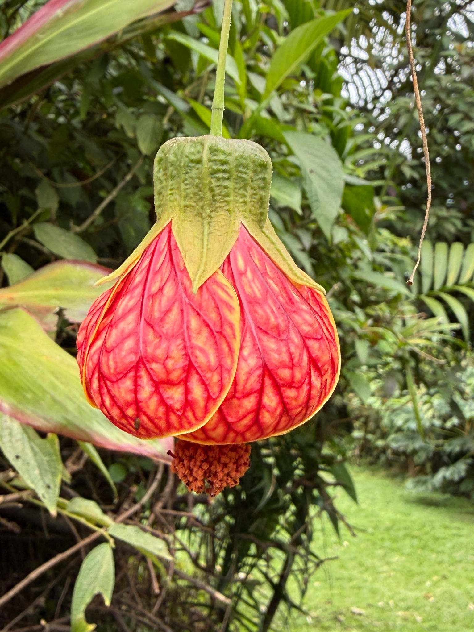 Redvein Abutilon (Callianthe picta)