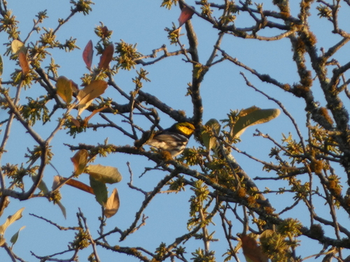 Golden-cheeked Warbler (Setophaga chrysoparia), photo 2