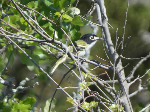 Black-capped Vireo (Vireo atricapilla)