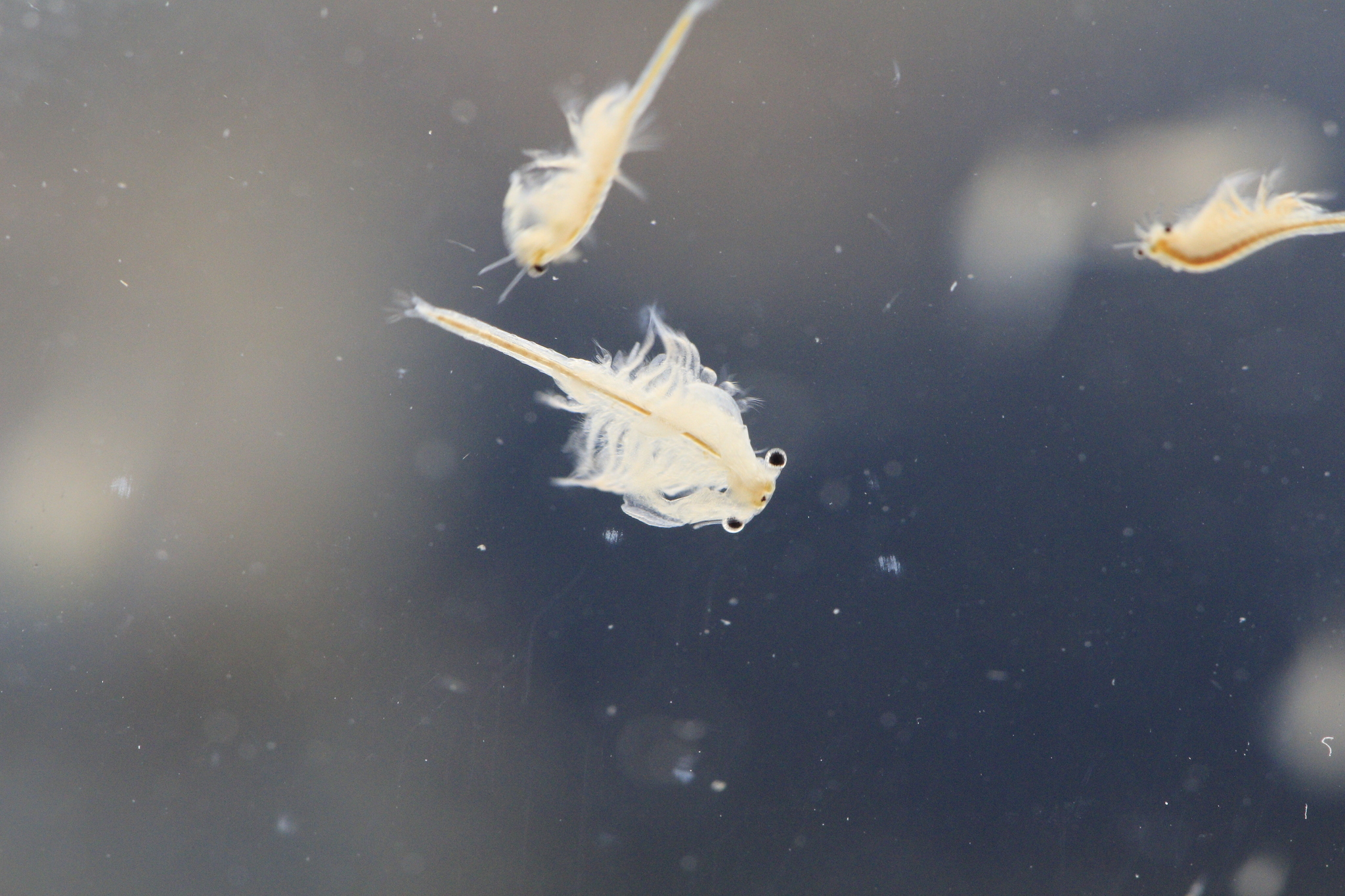 Artemia monica Verrill, 1869