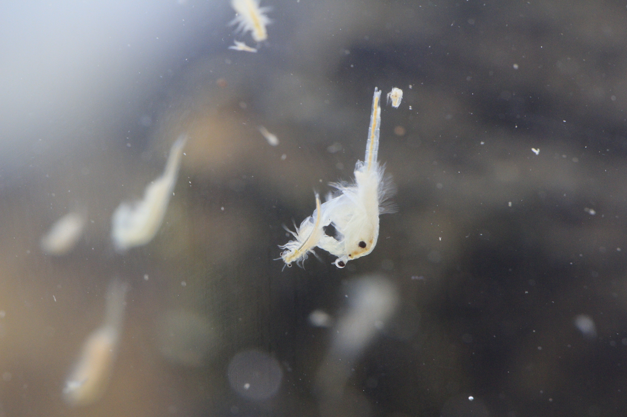 Artemia monica Verrill, 1869