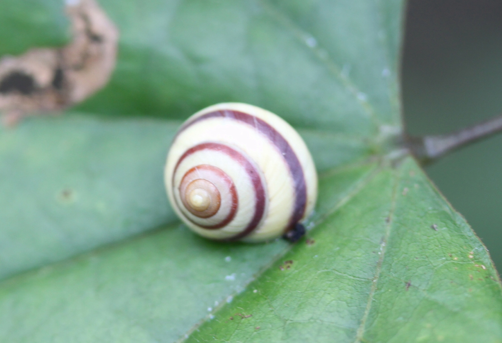 Helicina cinctella
