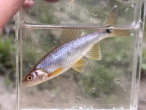 Western Blacktail Shiner
