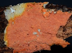 Leucogyrophana mollusca
