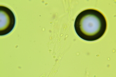 Leucogyrophana mollusca