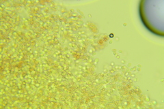Leucogyrophana mollusca