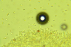 Leucogyrophana mollusca