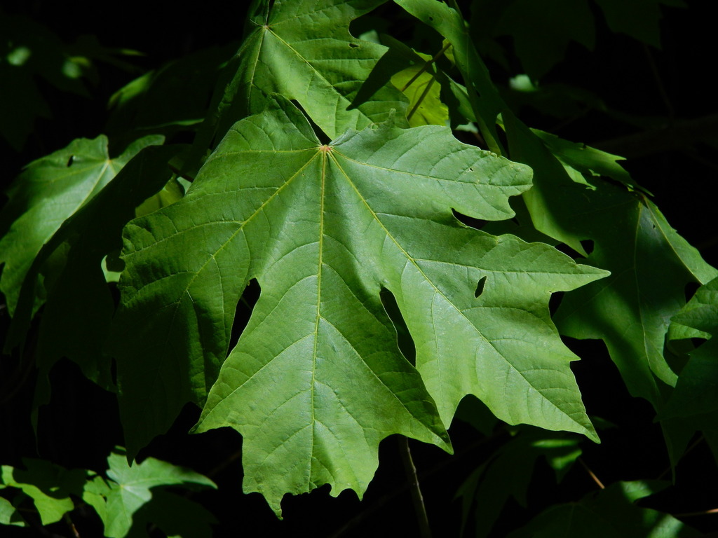 Acer sect. Macrophylla