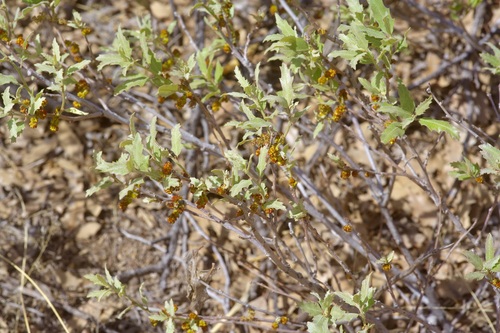 Havard oak (Quercus havardii)